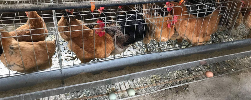 高产笼养绿壳蛋鸡 绿壳蛋鸡养殖