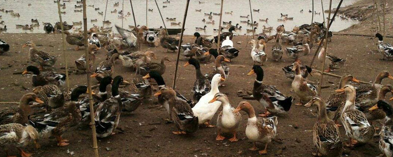 蛋鸭多少天产蛋（蛋鸭多少天产蛋最好）