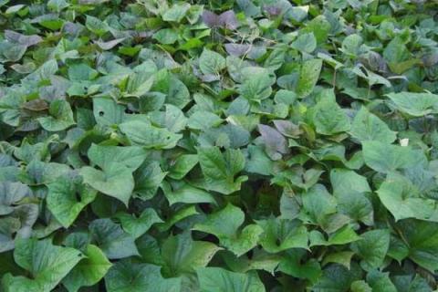 20亩红薯利润多少?成本多少?风险大吗?