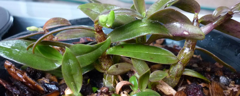 铁皮石斛儿童几岁能吃 小宝宝能吃铁皮石斛吗