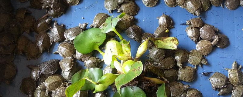 甲鱼养殖条件（甲鱼的养殖条件）