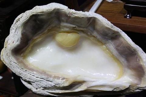 砗磲值钱吗,砗磲是什么材质,有什么功效作用