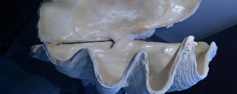 砗磲值钱吗,砗磲是什么材质,有什么功效作用