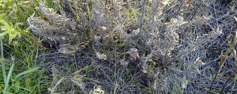 草铵膦能死根吗（草铵膦打到树根会死吗）