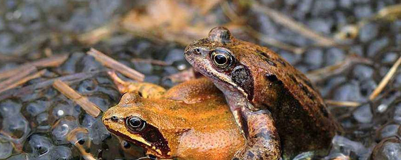 林蛙养殖环境（林蛙养殖基地）