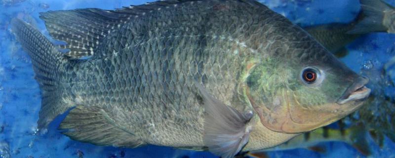 罗非鱼能吃吗 罗非鱼能吃吗吃了对身体有害吗