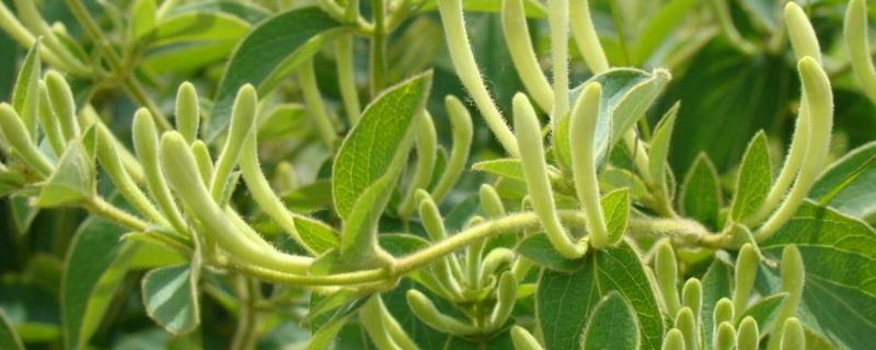 种植金银花最大的风险是什么 种植金银花最大的风险是什么如何采摘