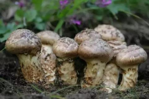 种植松茸一亩多少成本,市场价格多少,种植松茸和野生松茸区别