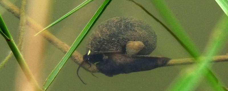 福寿螺能喂青鱼吗 螺蛳青鱼吃福寿螺吗