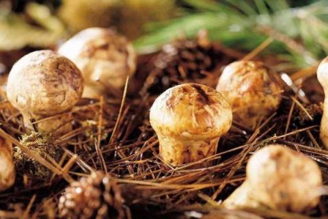 种植松茸一亩多少成本,市场价格多少,种植松茸和野生松茸区别