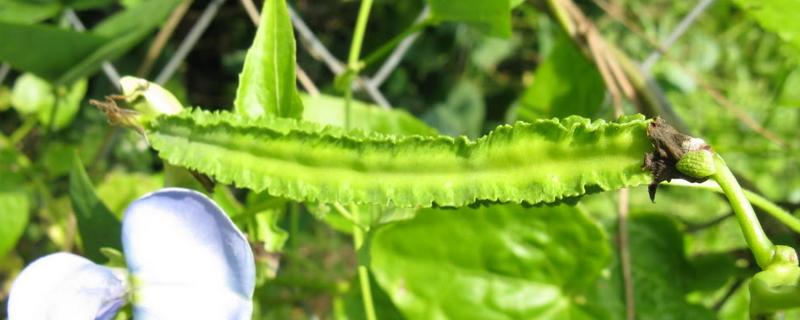 种植四棱豆前景好吗 四棱豆的种植技术