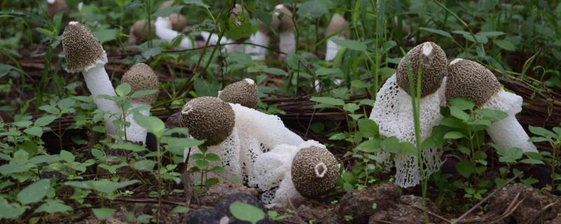 竹荪变成褐色还能吃吗,变黄或变黑还能吃吗