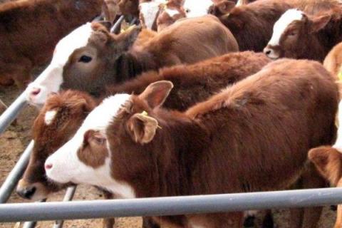 养肉牛的利润与成本是多少?附养殖利润分析