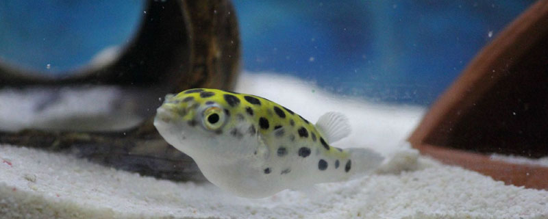 养河豚要注意什么（养河豚需要注意什么）