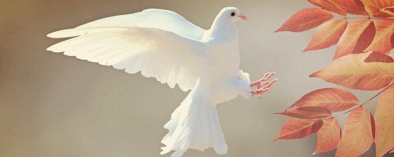 鸽子不能和什么水果一起吃?不能和什么食物吃?