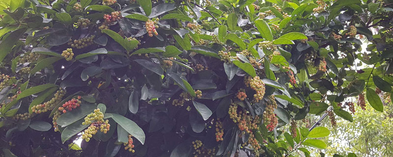 种植什么中药挣钱快 种植什么中药最赚钱