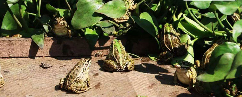 养青蛙的要点 养青蛙怎么养