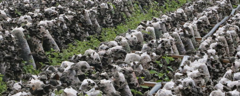 种植木耳的利润与成本 木耳种植技术和成本