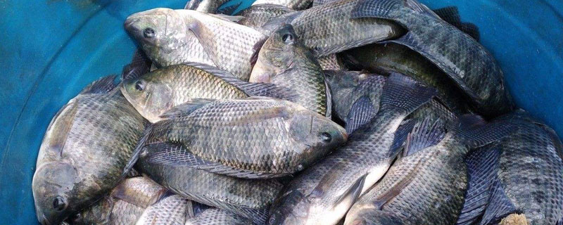 养罗非鱼要多长时间 养罗非鱼多久