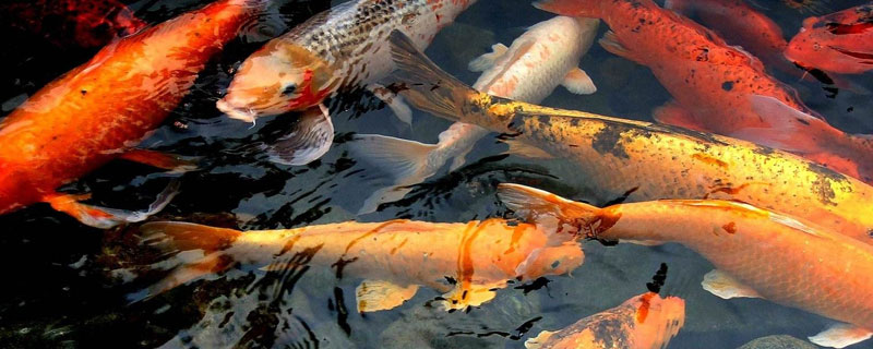 养锦鲤需要加热棒吗 养锦鲤需要加热棒吗冬天