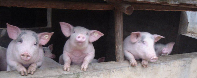 猪连贴为什么那么便宜（什么叫猪连铁）