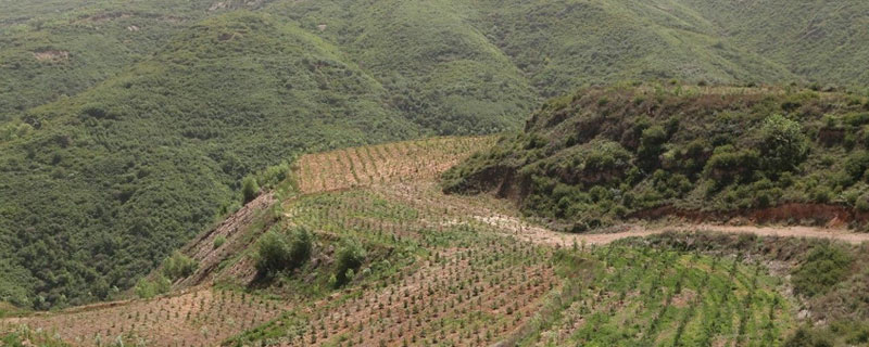 山上适合种植什么 山上适合种植什么药材