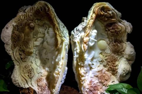 砗磲值钱吗,砗磲是什么材质,有什么功效作用