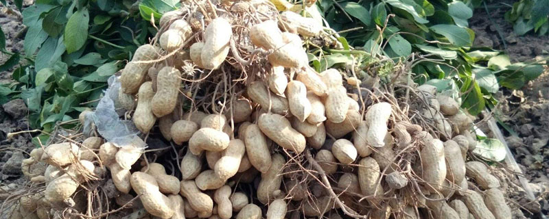 包地种花生挣钱吗 一亩地种花生能挣多少钱