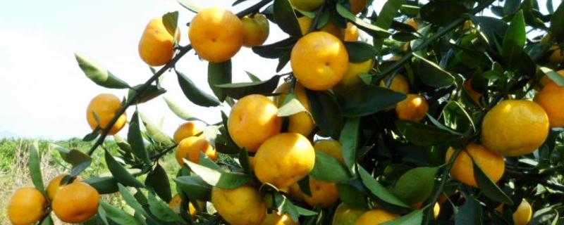 由良蜜桔可以发展吗（由良蜜桔最新价格及上市时间）