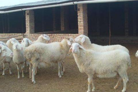 哪里小尾寒羊便宜,在中国的主要产地是哪里