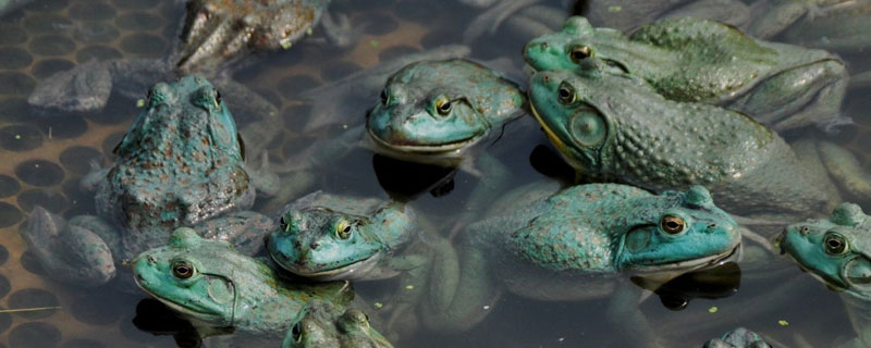 牛蛙养殖多久可以出售（牛蛙要养殖多久能卖）