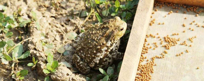 养蟾蜍的风险（蟾蜍能养活吗）