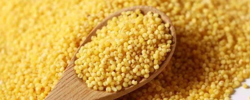 小米出虫了还能吃吗?小米的小白虫和飞蛾怎么产生的?