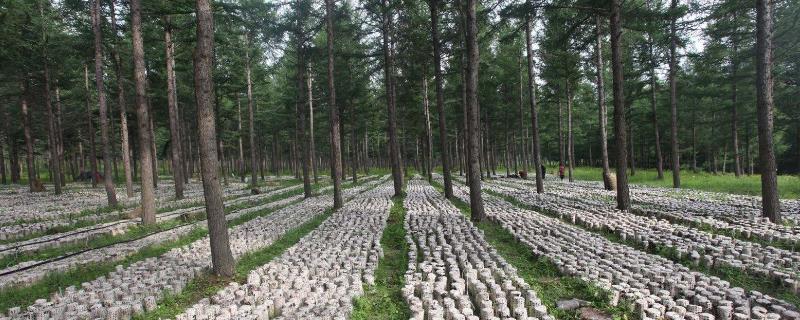 林下种植什么中药材好 树林底下适合种植什么中药材