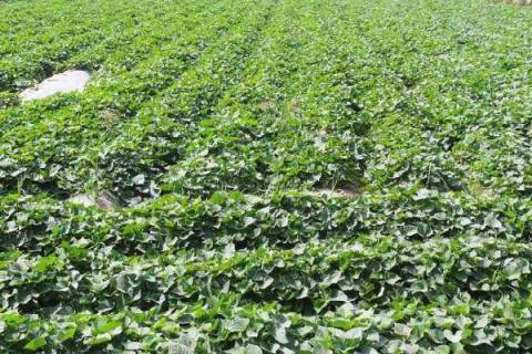 20亩红薯利润多少?成本多少?风险大吗?