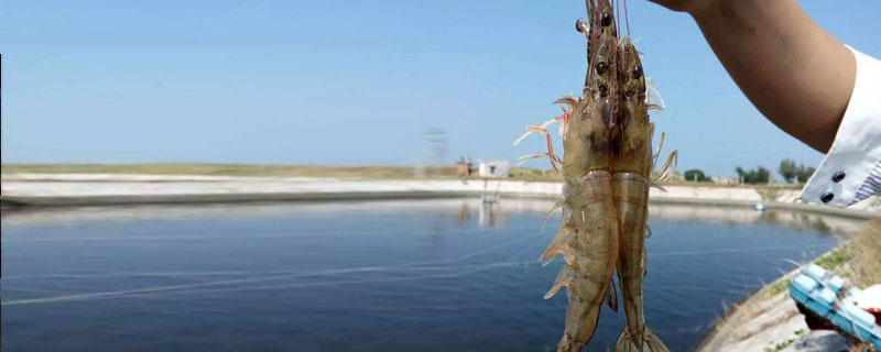 南美白对虾的优缺点(南美白对虾的特点)