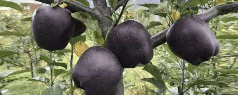 黑苹果树苗哪里有售的 黑苹果树苗哪里有卖,多少钱一棵