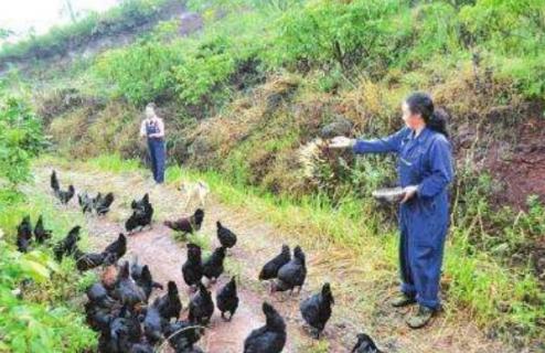 农村妇女如何致富