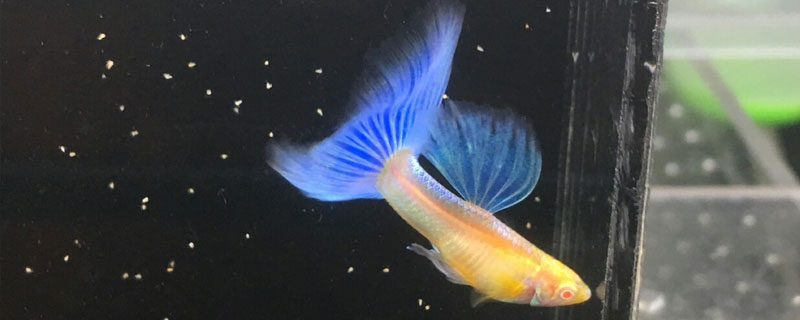 孔雀鱼养几条好 孔雀鱼养几条好运气吗
