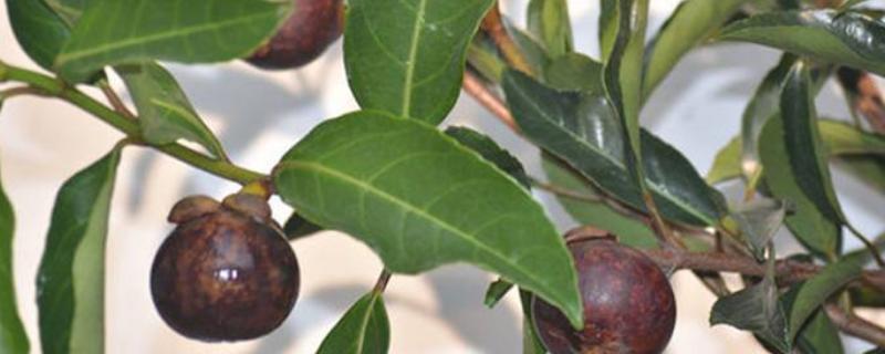 山竹树苗怎么分辨真假 怎么分辨山竹苗真假?