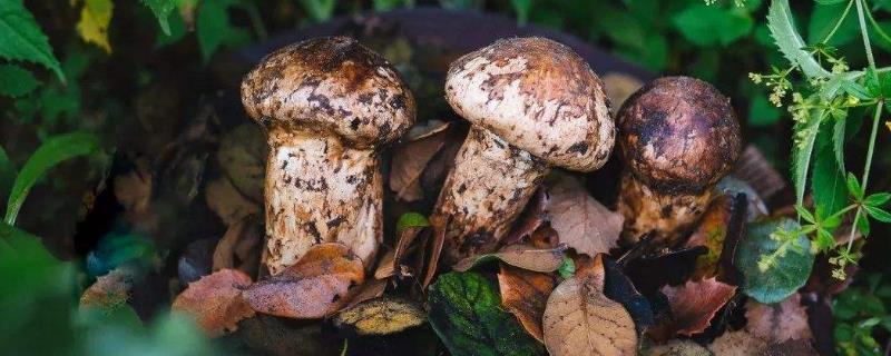 种植松茸一亩多少成本,市场价格多少,种植松茸和野生松茸区别