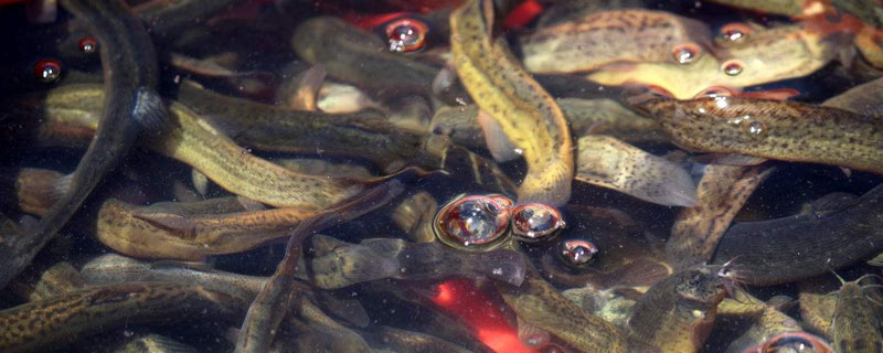 泥鳅的天敌有哪些(泥鳅的天敌是什么)