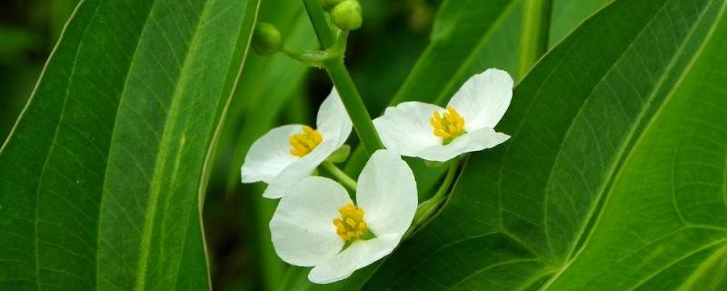 稻田野慈姑用什么除草剂好（水稻田矮慈姑用什么除草剂）