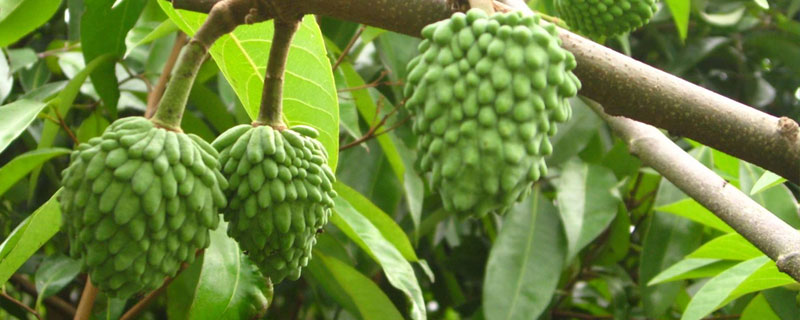 特种水果种植项目 特种水果种植项目简介