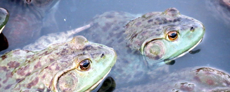 石蛙养殖成本多少 石蛙养殖前景分析