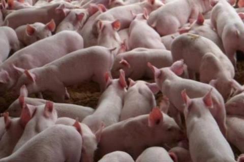 2020年养猪挣钱吗,附行情预测