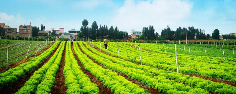 农业种植什么挣钱 种植业什么赚钱