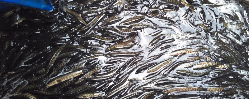 黑鱼养殖密度 黑鱼养殖密度高不会自相残杀吗