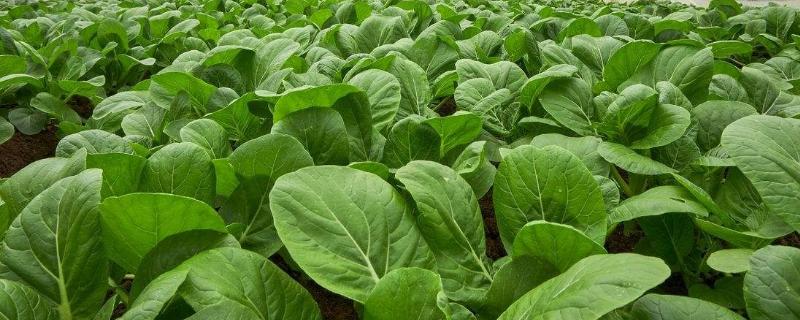 直销店为何不敌蔬菜配送（蔬菜直销店的优势劣势）