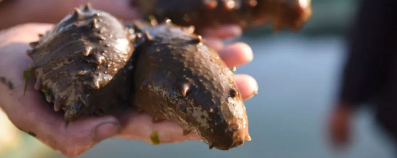 海参怎么养 海参养殖